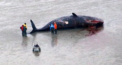 Trudan kit u želucu imao 22 kg plastike. Nađen mrtav na obali Sardinije